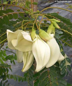 Fehér kolibrifa - Zöldségfa - Sesbania grandiflora White